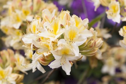 Rhododendron luteum 'Daviesii' 30-40 cm - Azalee, cremeweiße Blüten, Blütezeit Mai-Juni, duftend, ideal für halbschattige Standorte, winterhart Rhododendron luteum 'Daviesii' 30-40 cm - Azalee, cremeweiße Blüten, Blütezeit Mai-Juni, duftend, ideal für halbschattige Standorte, winterhart von PlantaPro