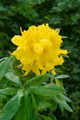 Rhododendron luteum 'Goldstück' 30-40 cm - Gelber Rhododendron, leuchtend gelbe Blüten, Blütezeit Mai-Juni, ideal für Halbschatten, bienenfreundlich, winterhart Rhododendron luteum 'Goldstück' 30-40 cm - Gelber Rhododendron, leuchtend gelbe Blüten, Blütezeit Mai-Juni, ideal für Halbschatten, bienenfreundlich, winterhart von PlantaPro