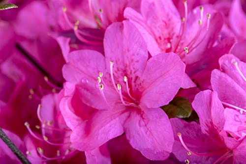 Rhododendron obtusum 'Diamant Purpur' 20-25 cm - Azalee, purpurrote Blüten, Blütezeit April-Mai, ideal für Kübel und Rabatten, winterhart und pflegeleicht von PlantaPro