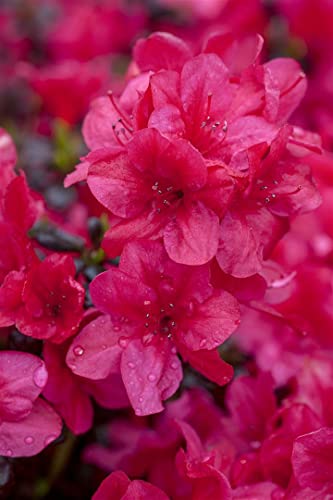 Rhododendron obtusum 'Diamant Rot' 15-20 cm - Azalee, leuchtend rote Blüten, Blütezeit April-Mai, ideal für Kübel und Rabatten, winterhart und pflegeleicht von PlantaPro