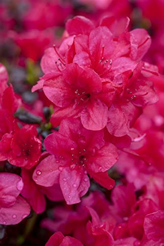 Rhododendron obt.'Diamant Rot' -R- C 2 20-25 Japanische Azalee 'Diamant Rot'®,winterhart, deutsche Baumschulqualität, im Topf für optimales anwachsen von PlantaPro