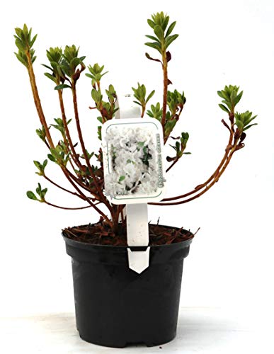 Rhododendron obtusum 'Diamant Weiß' 20–25 cm – Winterhart, Immergrün, Mehrjährig – Japanische Azalee – Zierstrauch für Beet & Kübel von PlantaPro