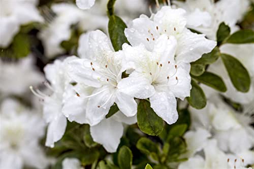 Rhododendron obt.'Diamant Weiß' -R- C 2 15-20 Japanische Azalee 'Diamant Weiß'®,winterhart, deutsche Baumschulqualität, im Topf für optimales anwachsen von PlantaPro