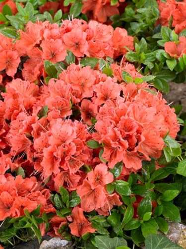 Rhododendron obt. 'Geisha orange' 25-30 cm - Azalee, orange Blüten, Blütezeit April-Mai, ideal für Kübel und Beete, winterhart und pflegeleicht Rhododendron obt. 'Geisha orange' 25-30 cm - Azalee, orange Blüten, Blütezeit April-Mai, ideal für Kübel und Beete, winterhart und pflegeleicht von PlantaPro