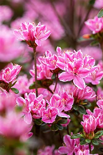 Rhododendron obtusum 'Kermesina Rose' 15-20 cm - Azalee, rosafarbene Blüten, Blütezeit April-Mai, ideal für Kübel und Rabatten, winterhart und pflegeleicht von PlantaPro
