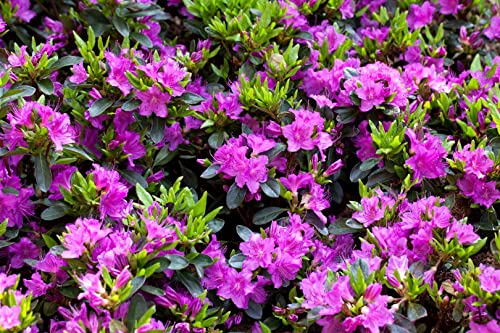 Rhododendron obt.'Königstein' C 2 15-20 Japanische Azalee 'Königstein',winterhart, deutsche Baumschulqualität, im Topf für optimales anwachsen von PlantaPro