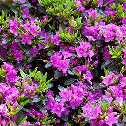 Rhododendron obtusum 'Königstein' 20–25 cm – Winterhart, Immergrün, Mehrjährig – Japanische Azalee – Zierstrauch für Garten & Kübel von PlantaPro