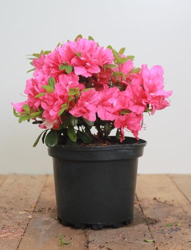 Rhododendron obtusum 'Melina' 20-25 cm - Azalee, rosa Blüten, Blütezeit April-Mai, ideal für Kübel und Rabatten, winterhart und pflegeleicht von PlantaPro