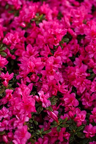 Rhododendron obt.'Melina' C2 15-20 von PlantaPro