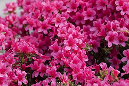 Rhododendron obtusum 'Michiko' 20-25 cm - Azalee, rosa Blüten, Blütezeit April-Mai, ideal für Kübel und Rabatten, winterhart, pflegeleicht von PlantaPro