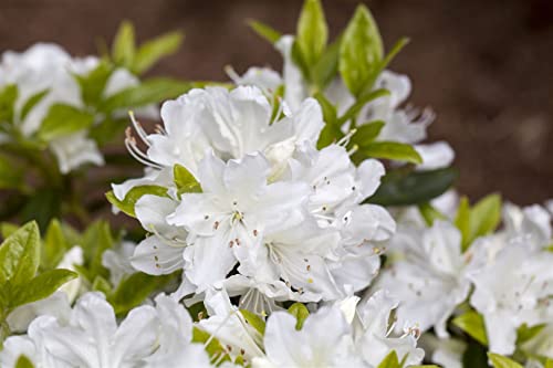 Rhododendron obt.'Palestrina' C2 15-20 von PlantaPro