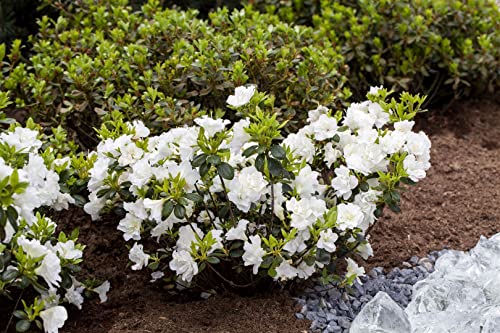 Rhododendron obt.'Schneeperle' -R- C2 20-25 von PlantaPro