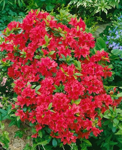 Rhododendron obtusum 'Geisha Red' 20-25 cm - Azalee, leuchtend rote Blüten, Blütezeit April-Mai, ideal für Kübel und Rabatten, winterhart und pflegeleicht von PlantaPro
