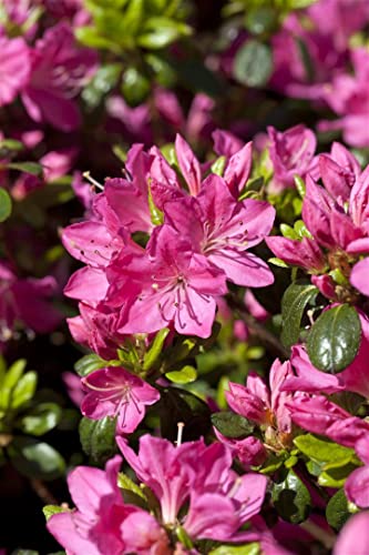 Rhododendron obtusum 'Kermesina' 15-20 cm - Azalee, karmesinrote Blüten, Blütezeit April-Mai, ideal für Kübel und Rabatten, winterhart und pflegeleicht von PlantaPro
