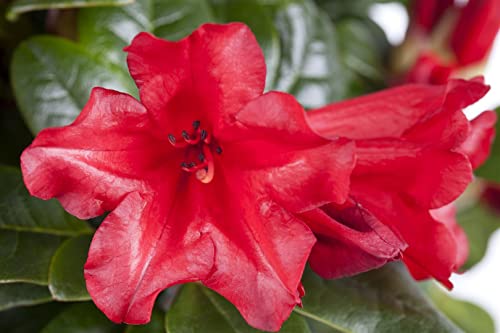 Rhododendron repens 'Scarlet Wonder' 30-40 cm - Zwerg-Rhododendron, leuchtend rote Blüten, Blütezeit April-Mai, ideal für Kübel, winterhart und pflegeleicht von PlantaPro