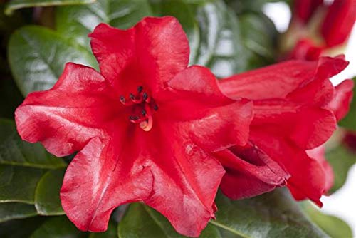 Rhododendron repens 'Scarlet Wonder' Zwergalpenrose 20-25cm im Topf gewachsen von PlantaPro