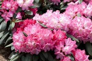 Rhododendron yakushimanum 'Anuschka' 30–40 cm – Winterhart, Immergrün, Mehrjährig – Alpenrose – Zierstrauch für Garten & Kübel Rhododendron yakushimanum 'Anuschka' 30–40 cm – Winterhart, Immergrün, Mehrjährig – Alpenrose – Zierstrauch für Garten & Kübel von PlantaPro