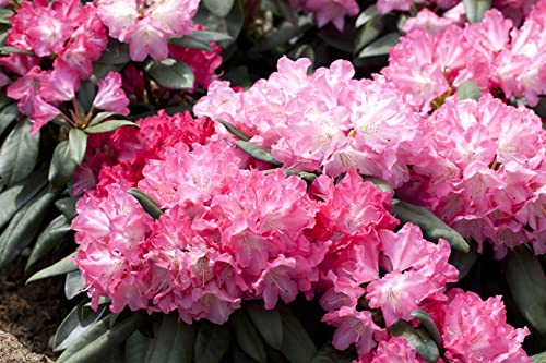 Rhododendron yakushimanum 'Anuschka' 40-50 cm - Rhododendron, rosa Blüten, Blütezeit Mai-Juni, ideal für Kübel und Rabatten, winterhart und pflegeleicht Rhododendron yakushimanum 'Anuschka' 40-50 cm - Rhododendron, rosa Blüten, Blütezeit Mai-Juni, ideal für Kübel und Rabatten, winterhart und pflegeleicht von PlantaPro