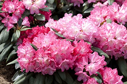 Rhododendron yak.'Anuschka' C 7,5 40-50 Rhododendron 'Anuschka',winterhart, deutsche Baumschulqualität, im Topf für optimales anwachsen von PlantaPro