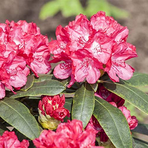 Rhododendron yak. Astrid Alpenrose 30-40cm im Topf gewachsen von PlantaPro