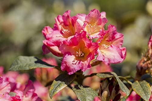 Rhododendron yak.'Barbarella' C 3 25-30 Yaku-Rhododendron 'Barbarella',winterhart, deutsche Baumschulqualität, im Topf für optimales anwachsen von PlantaPro