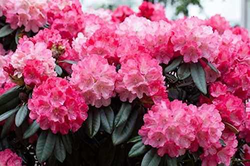 Rhododendron yakushimanum 'Fantastica' 30-40 cm – Winterhart, Immergrün, Mehrjährig – Rhododendron – Zierstrauch für Garten & Kübel von PlantaPro