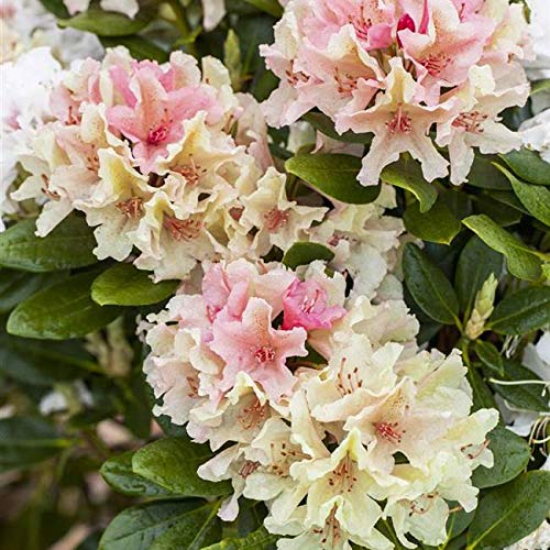 Rhododendron yakushimanum 'Percy Wiseman' 30–40 cm – Winterhart, Immergrün, Mehrjährig – Alpenrose – Zierstrauch für Garten & Kübel von PlantaPro
