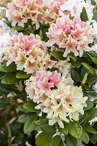 Rhododendron yak. 'Percy Wiseman' 30-40 cm - Rhododendron, rosa-weiße Blüten, Blütezeit Mai-Juni, ideal für Halbschatten, winterhart und pflegeleicht von PlantaPro