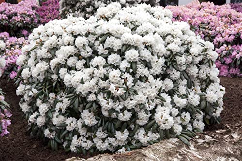 Rhododendron yak.'Schneekissen' C 3 25-30 Yaku-Rhododendron 'Schneekissen',winterhart, deutsche Baumschulqualität, im Topf für optimales anwachsen von PlantaPro