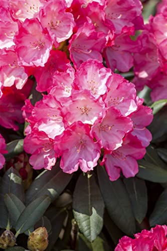 Rhododendron yak.'Sonatine' C 3 25-30 Yaku-Rhododendron 'Sonatine',winterhart, deutsche Baumschulqualität, im Topf für optimales anwachsen von PlantaPro