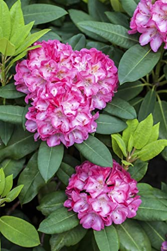 Rhododendron yak.'Tatjana' C 3 25-30 Yaku-Rhododendron 'Tatjana',winterhart, deutsche Baumschulqualität, im Topf für optimales anwachsen von PlantaPro