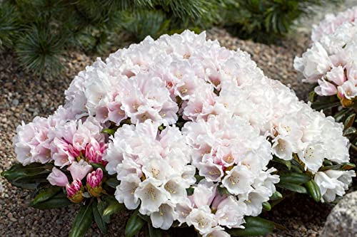 Rhododendron yakushimanum 'Edelweiß' 30-40 cm - Rhododendron, weiße Blüten, Blütezeit Mai-Juni, ideal für Halbschatten, immergrün, winterhart Rhododendron yakushimanum 'Edelweiß' 30-40 cm - Rhododendron, weiße Blüten, Blütezeit Mai-Juni, ideal für Halbschatten, immergrün, winterhart von PlantaPro
