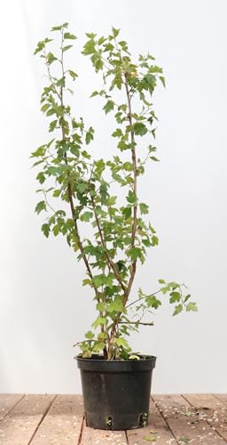 Ribes alpinum 'Schmidt' 40-60 cm - Alpen-Johannisbeere, grüne Blüten, Blütezeit April-Mai, ideal für Hecken, pflegeleicht und winterhart von PlantaPro