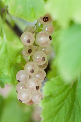 Ribes rubrum 'Blanka' 60 cm Stammhöhe - Weiße Johannisbeere, weiße Früchte, Erntezeit Juli-August, ideal für Naschgarten, pflegeleicht und ertragreich von PlantaPro