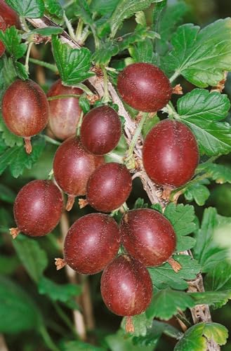 Ribes uva-crispa 'Captivator' 30-40 cm - Stachelbeere, rote Früchte, Erntezeit Juli-August, ideal für Naschgärten, dornenarm, pflegeleicht von PlantaPro