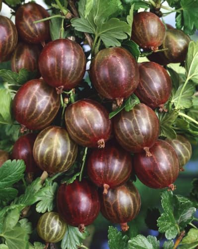 Ribes uva-crispa 'Hinnonmäki Rot' - Johannisbeere, 2L Topf, Winterhart, 30-40cm, Saftige Rote Beeren von PlantaPro