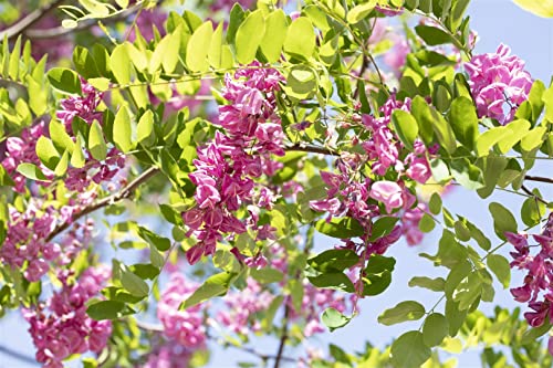 Robinia hispida 'Macrophylla' C 5 60-100 Borstenakazie 'Macrophylla',winterhart, deutsche Baumschulqualität, im Topf für optimales anwachsen von PlantaPro