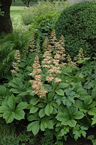Rodgersia aesculifolia ca. 11x11 cm Topf - Kastanienblättrige Schaublatt, weiße Blüten, Blütezeit Juni-August, ideal für schattige Standorte, pflegeleicht von PlantaPro