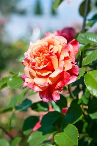 Rosa 'Aloha' Kletterrose im 7L Topf - Duftende Blüten, Robust & Winterhart, Rosa Blütenpracht für Garten & Terrasse von PlantaPro