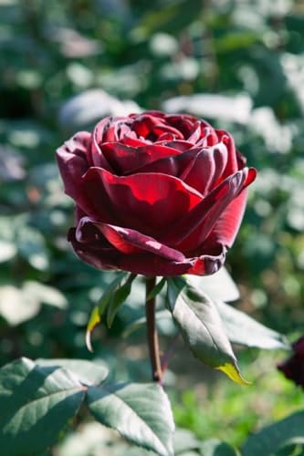 Rosa 'Barkarole' Edelrose im 4L Topf - Duftende, Dunkelrote Blüten, Robuste & Winterharte Gartenrose von PlantaPro