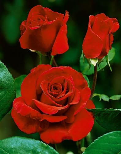 Rosa 'Erotika' Edelrose im 4L Topf - Duftende, Großblütige Gartenrose, Robust & Winterhart, Rosa Blüten von PlantaPro