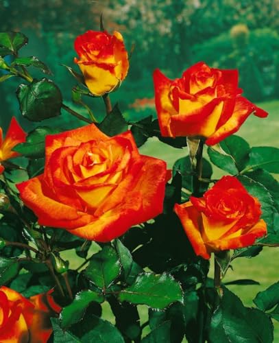 Rosa 'France Libre' C10 - Duftende Französische Edelrose, Robuste Gartenrose, Blütenreich & Winterhart von PlantaPro