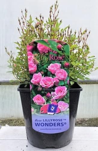 Rosa 'Lilly Rose Wonder5' - Beetrose, rosa Blüten, Blütezeit Juni-September, ideal für Kübel, pflegeleicht und winterhart Rosa 'Lilly Rose Wonder5' - Beetrose, rosa Blüten, Blütezeit Juni-September, ideal für Kübel, pflegeleicht und winterhart von PlantaPro