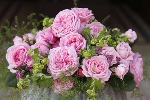 Rosa 'Rosengräfin Marie Henriette' 7,5-10 Liter Container - Edelrose, rosa Blüten, Blütezeit Juni-September, ideal für Rabatten, duftend, winterhart Rosa 'Rosengräfin Marie Henriette' 7,5-10 Liter Container - Edelrose, rosa Blüten, Blütezeit Juni-September, ideal für Rabatten, duftend, winterhart von PlantaPro