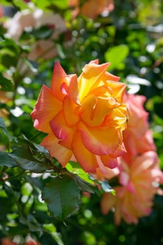 Rosa 'Sahara' Edelrose im 7L Topf - Duftende, Blühfreudige Gartenrose, Winterhart & Pflegeleicht von PlantaPro