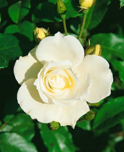 Rosa 'Schneewittchen' - Edelrose, reinweiße Blüten, Blütezeit Juni-Oktober, ideal für Beete und Kübel, duftend, pflegeleicht und winterhart Rosa 'Schneewittchen' - Edelrose, reinweiße Blüten, Blütezeit Juni-Oktober, ideal für Beete und Kübel, duftend, pflegeleicht und winterhart von PlantaPro