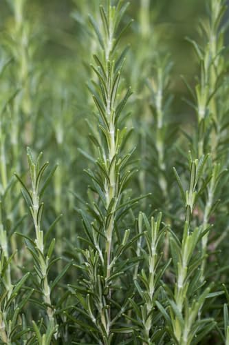 Rosmarinus officinalis 'Arp' ca. 9x9 cm Topf - Rosmarin, aromatische Blätter, winterhart, ideal für Kräutergärten, pflegeleicht Rosmarinus officinalis 'Arp' ca. 9x9 cm Topf - Rosmarin, aromatische Blätter, winterhart, ideal für Kräutergärten, pflegeleicht von PlantaPro