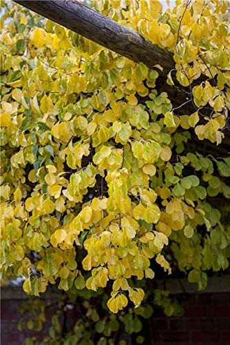 Rotblättriger Baumwürger Celastrus orbiculatus Kletterpflanze im Topf gewachsen (60-100cm) von PlantaPro