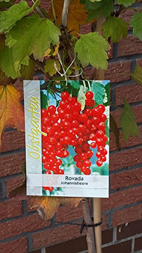 Rote Johannisbeere Rovada Stämmchen 90 cm 5 Liter Pflanzcontainer 5-7 Triebe von PlantaPro