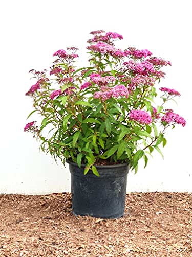 Rote Sommerspiere Spiraea japonica 'Anthony Waterer' im Topf gewachsen ca. 30-40cm von PlantaPro